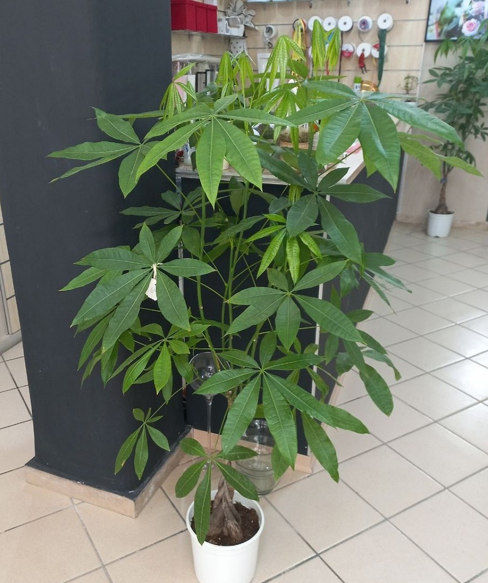 Pachira acquatica Maxi 60€