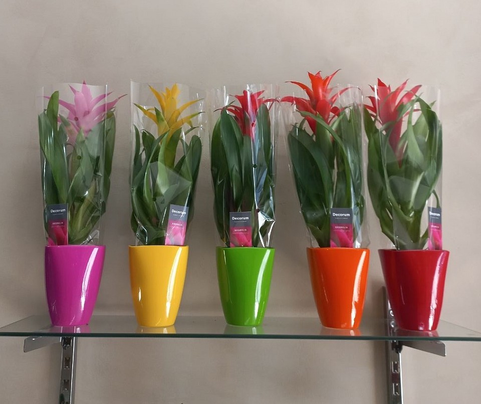 Guzmania con sottovaso vari colori €25