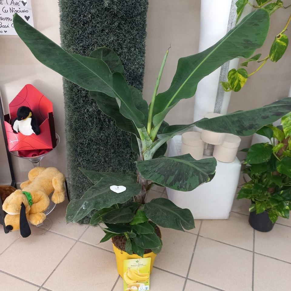 Platano 50€