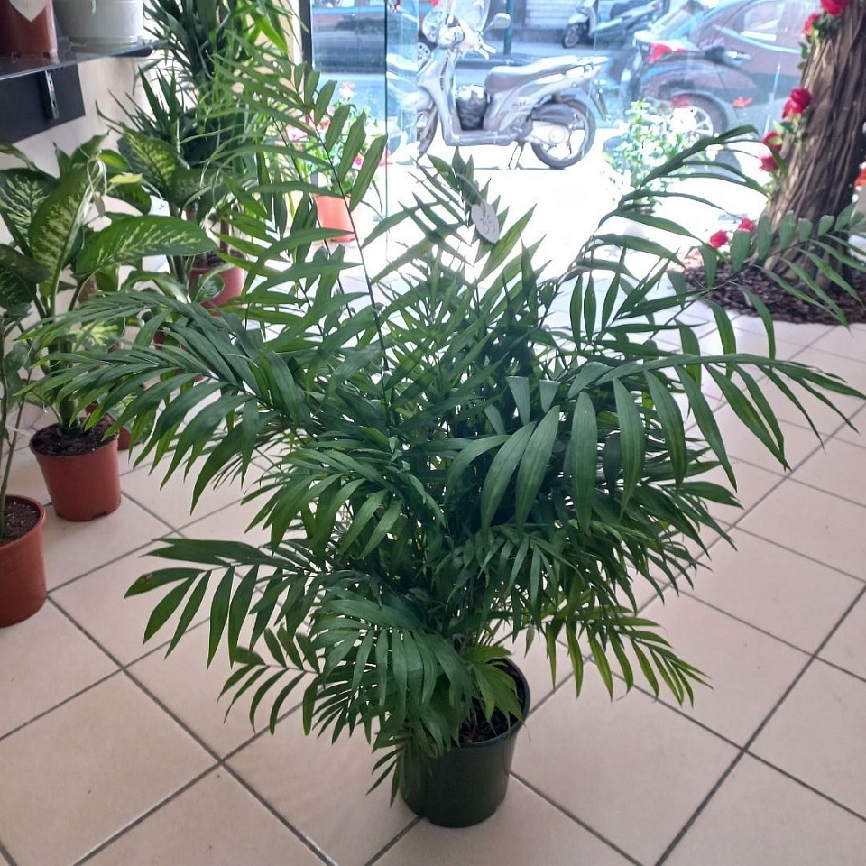 Palma nana  35€