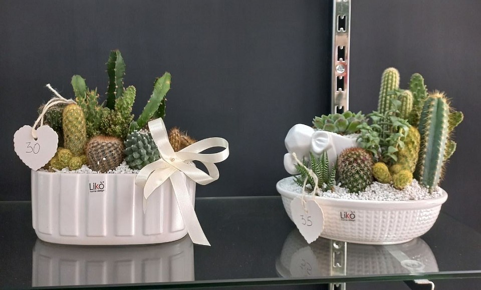 Composizioni con piante grasse a partire da 25€