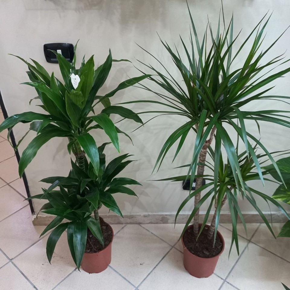Dracena 30€ - a foglia larga 35€
