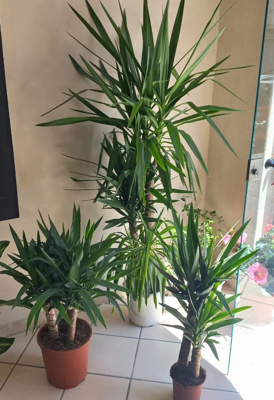 Yucca vari modelli a partire da 25€