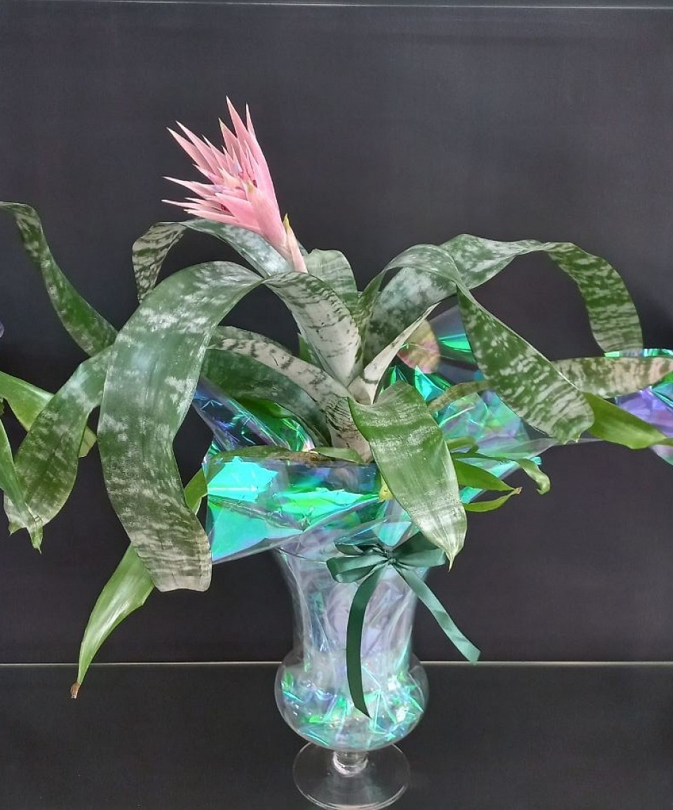 Aecmea fasciata con vaso di vetro 35€