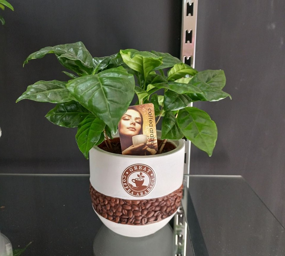 Pianta di caffè arabica in vaso 30€