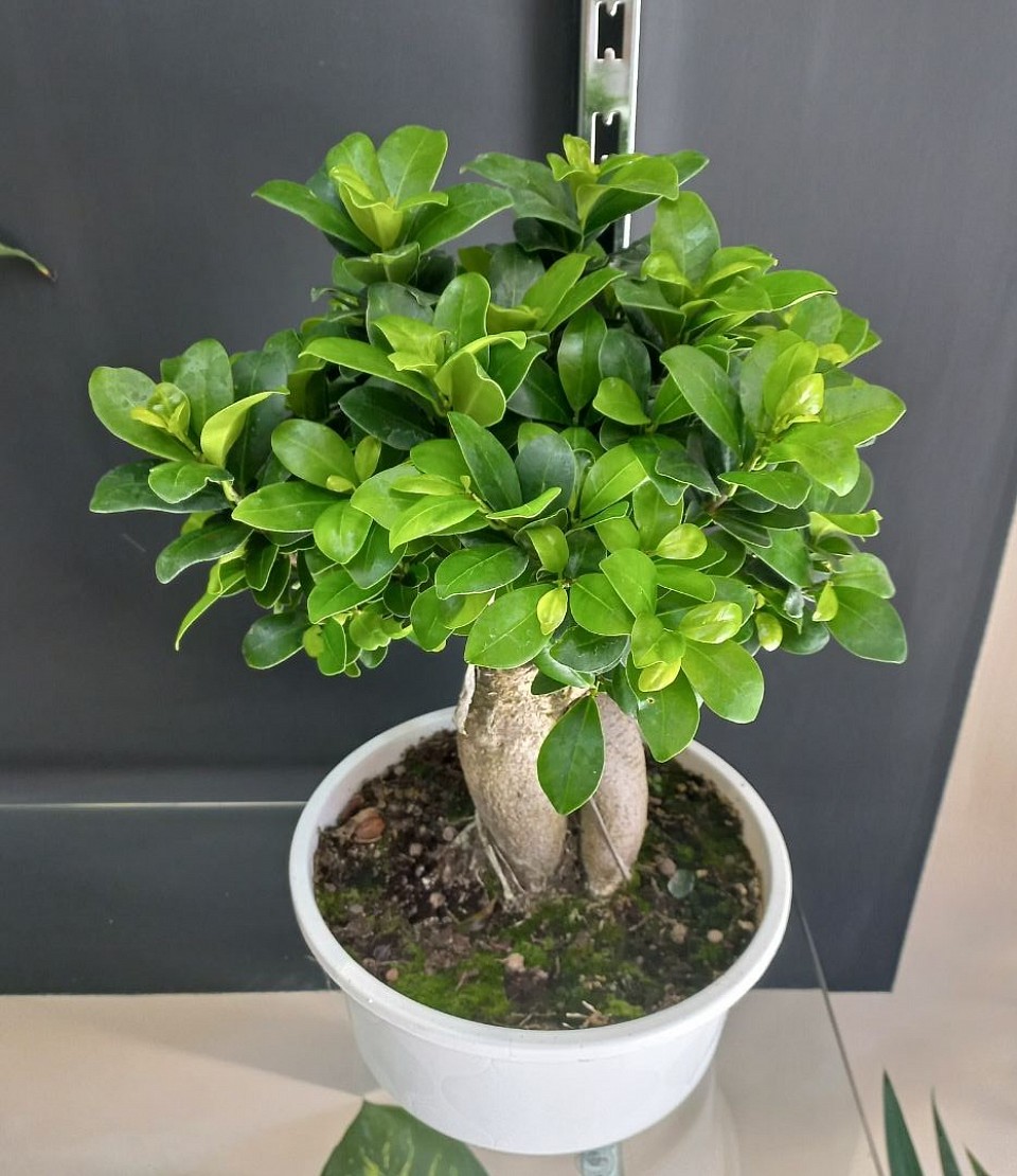 bonsai a partire da 25€