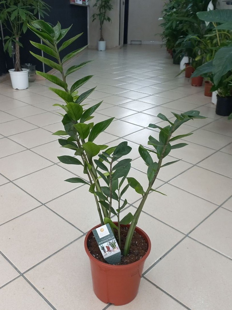 Zamioculcas (PIANTA DI PADRE PIO) a partire da 25€